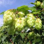 Hops flower powder or granule